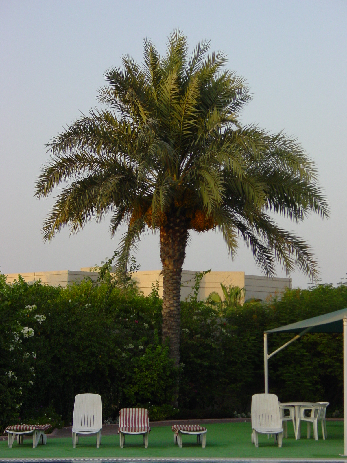 Jadawel compound